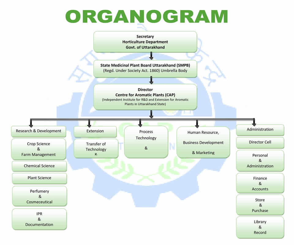 Organogramm